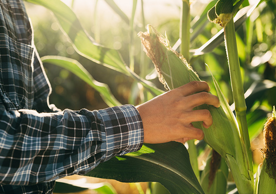 Legend - Bayer Crop Science